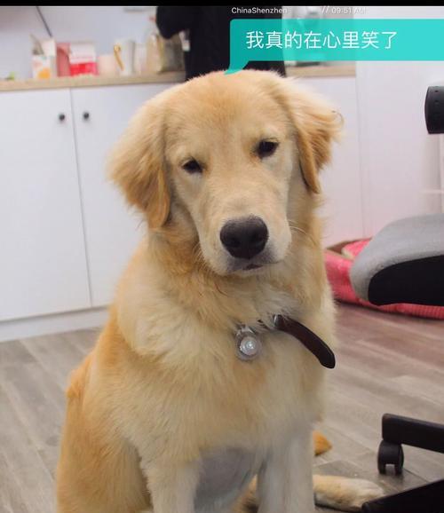 金毛犬的玩具（探究金毛犬的玩具喜好，让宠物生活更幸福）