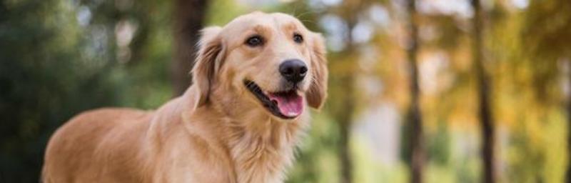如何训练金毛犬的性格？（宠物培训的秘诀）