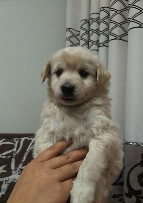 从小就开始的金毛犬幼犬调教技巧（以宠物为主，让你的金毛犬成为最可靠的伙伴）