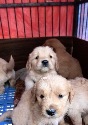 从小就开始的金毛犬幼犬调教技巧（以宠物为主，让你的金毛犬成为最可靠的伙伴）