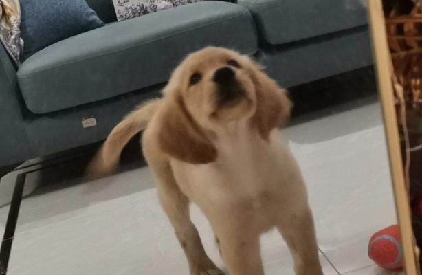 金毛犬为何频繁打嗝？（探究金毛犬打嗝的原因及解决方法）