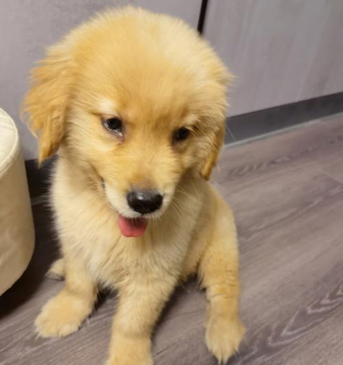 金毛犬为何频繁打嗝？（探究金毛犬打嗝的原因及解决方法）