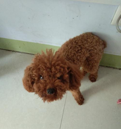 居住环境如何影响泰迪犬的心情（宠物的幸福与居住环境息息相关）