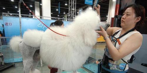 如何解决巨型贵宾犬毛发变黄问题（让你的巨型贵宾犬重现白色炫丽光彩）