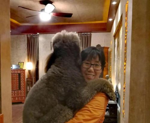 如何解决巨型贵宾犬毛发变黄问题（让你的巨型贵宾犬重现白色炫丽光彩）