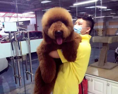 巨型贵宾犬为什么老是瞎叫唤？（探究狗狗叫唤背后的原因及应对方法）