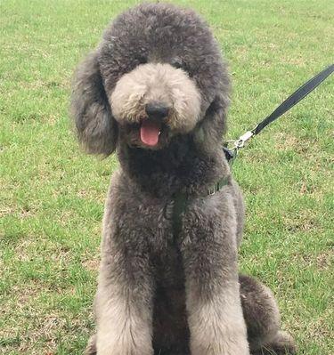 巨型贵宾犬的持续舔人行为（为什么巨型贵宾犬总是喜欢舔人？其中的心理与生理原因揭秘）