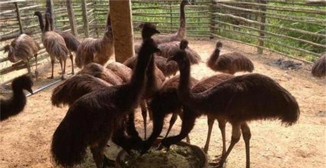 如何科学饲养卷毛寻回猎犬（定时定量养护，让犬只健康成长）