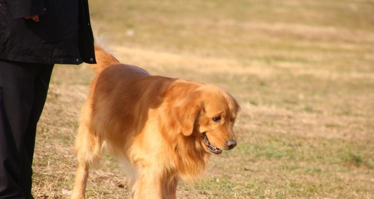如何为卷毛巡回猎犬参展做好准备（宠物爱好者必看，15个段落详解参展前的必备知识）