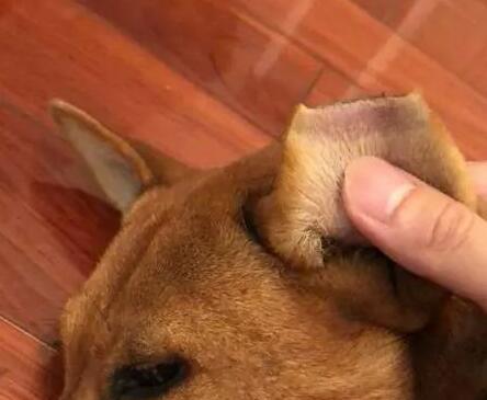 为什么卷毛巡回犬经常掉毛？（探究掉毛原因，解决掉毛难题）