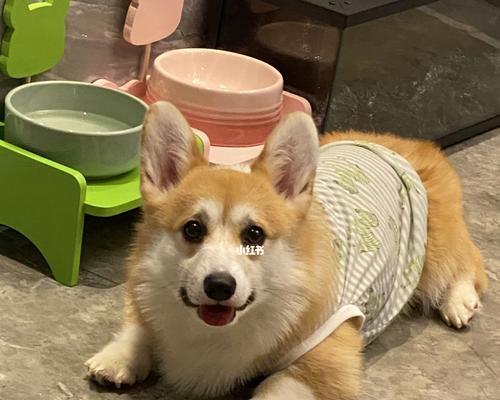 如何正确饲养你的柯基犬（柯基犬饲养的15个注意点，让你的爱犬更健康快乐）