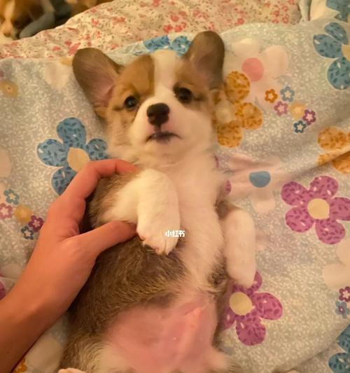 探秘柯基犬的性格特征（了解柯基犬性格，帮你选对宠物）