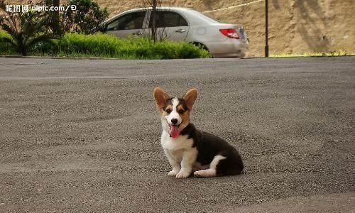 如何选择适合你的柯基犬？（从特征和品种到个性和健康，一步步了解柯基犬。）