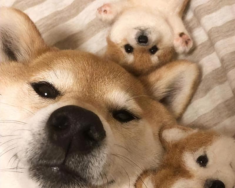 科学饲养茶杯犬的6大注意事项（打造健康、快乐的小型犬）
