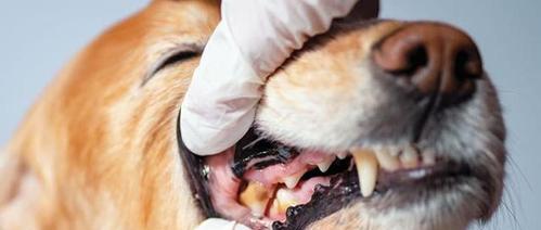 如何解决可蒙犬的口臭问题？（教你几招让你的宠物重拾清新气息）