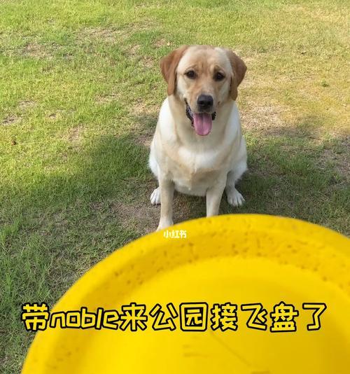 快速训练狗狗接飞盘的5个方法（宠物教育技巧，让你的狗狗成为飞盘）