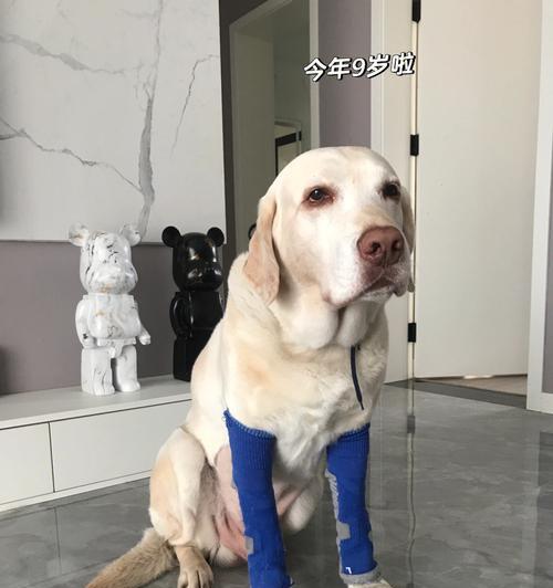 拉布拉多犬关节保健秘籍（宠物健康的关键——从关节开始）