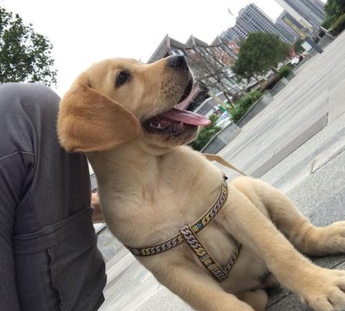 如何训练你的拉布拉多幼犬（以宠物为主，让你的狗狗成为聪明的好伙伴）