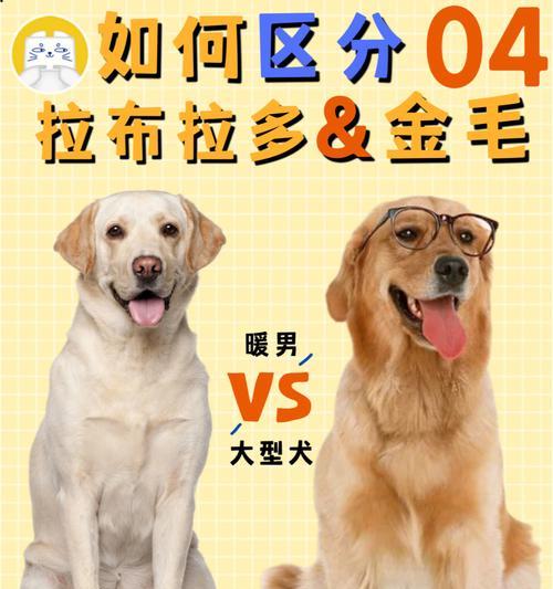 拉布拉多犬为什么总是没精神？（探究拉布拉多犬常见的精神不振症状及其原因）