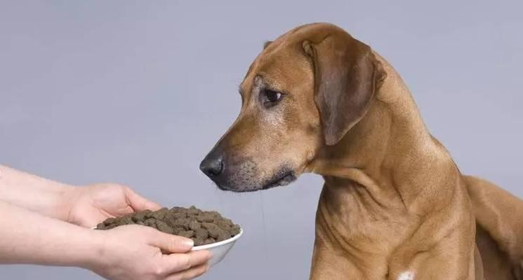 如何纠正狼青犬护食行为（以宠物为主，让你的狼青犬不再护食）