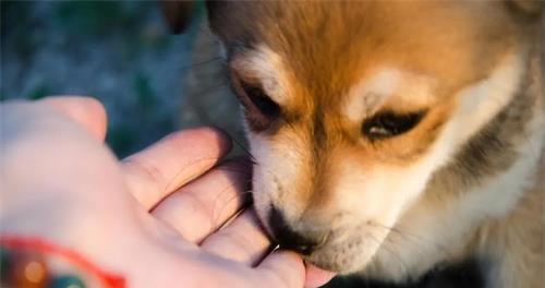 如何纠正狼青犬护食行为（以宠物为主，让你的狼青犬不再护食）