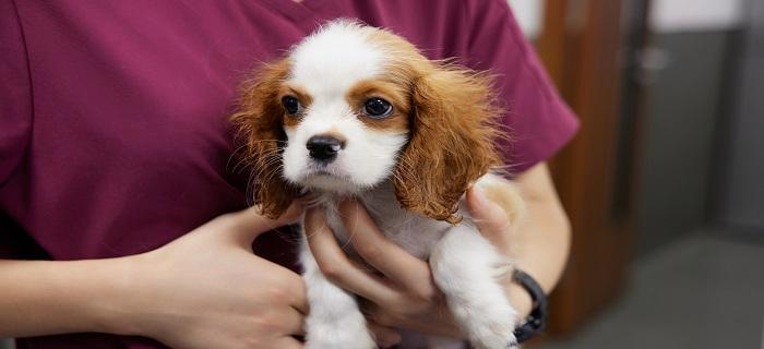 如何科学喂养比格犬（比格犬的饮食需要注意什么？主人需要了解的知识点）
