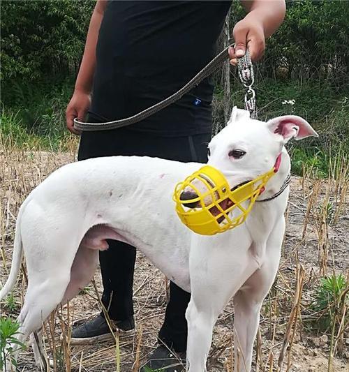 灵缇犬的陪伴之爱（探秘灵缇犬挨在主人身边的原因）