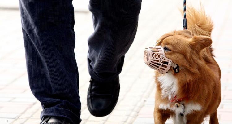 如何训练你的宠物狗听话？（让你的狗狗在散步时不乱冲！）