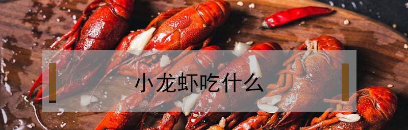 如何科学喂养宠物龙虾（探究龙虾的饮食需求，打造健康的宠物生活）