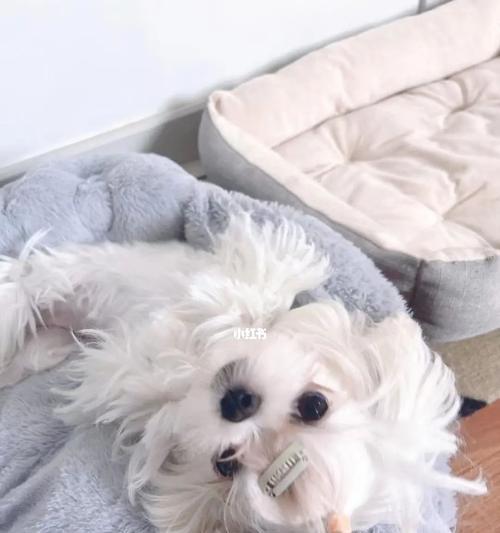 马尔济斯犬感冒症状详解（宠物的健康需要我们的关注）