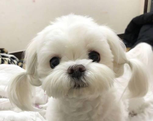 马尔济斯犬眼睛护理的关键技巧（宠物爱好者必看！15个段落教你如何呵护你的爱犬的眼睛）