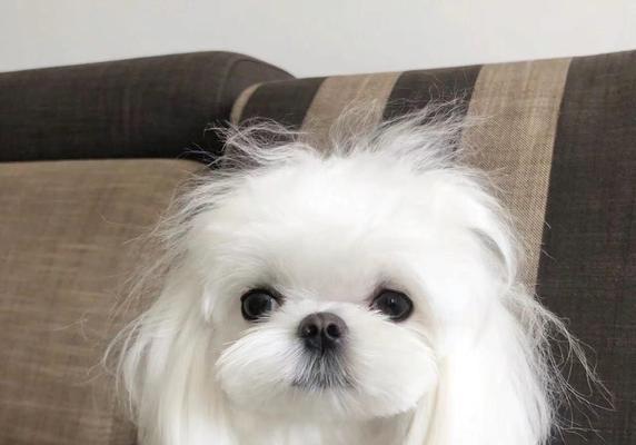 马尔济斯犬眼睛护理的关键技巧（宠物爱好者必看！15个段落教你如何呵护你的爱犬的眼睛）