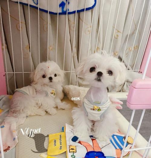 以马尔济斯犬养的人群为什么不多？（揭秘马尔济斯犬犬主的养犬原因与感受）