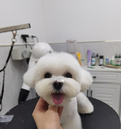 以马尔济斯犬养的人群为什么不多？（揭秘马尔济斯犬犬主的养犬原因与感受）