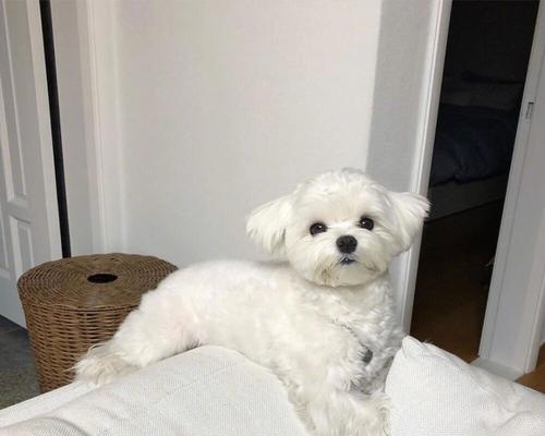 深入了解以马尔济斯犬舔人行为的原因（探究以马尔济斯犬舔人的心理动机与健康影响）