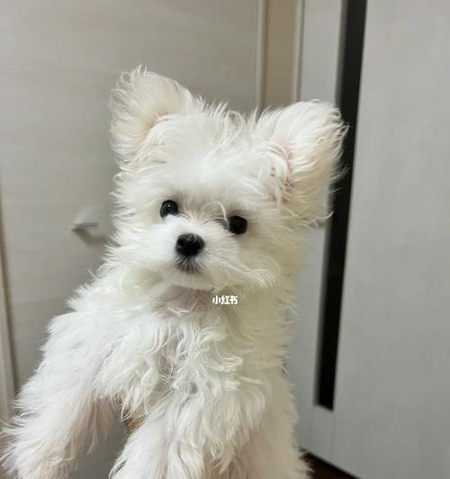 以马尔济斯为何突然不吃狗粮？（探寻宠物健康问题，从狗粮入手）