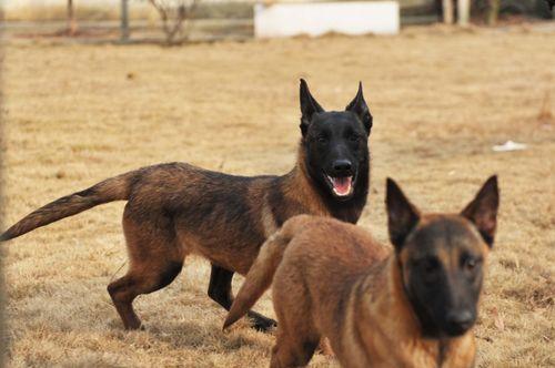 如何纠正以马犬喜欢扑人的问题（让你的爱宠成为文明犬）