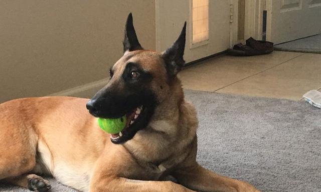 如何纠正以马犬喜欢扑人的问题（让你的爱宠成为文明犬）