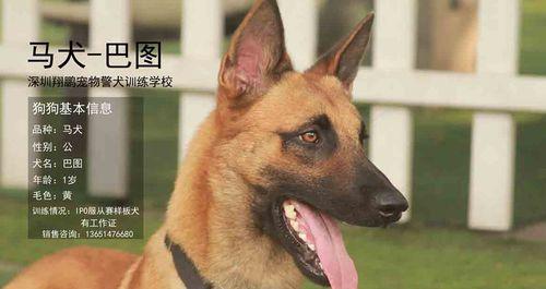 如何训练你的以马犬（掌握这些技巧，让你的宠物成为你的得力助手）