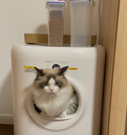 自制猫厕所的全套教程（宠物爱好者必看，手把手教你DIY猫厕所）