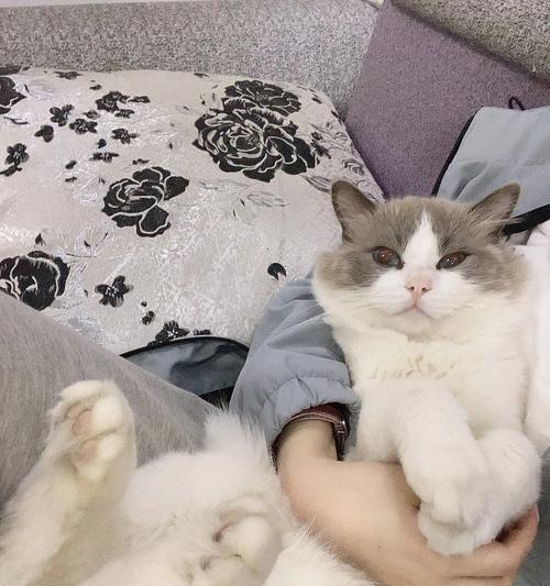 别慌，猫丢了也能找回来！（以宠物为主，试试这些方法，让猫回家。）
