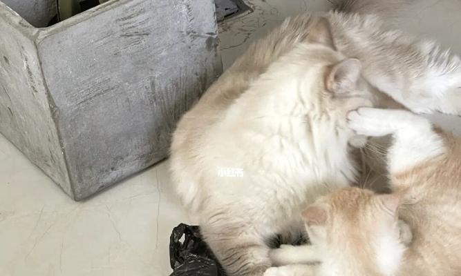 猫狗相处指南（如何让你的宠物狗和猫和睦相处？）
