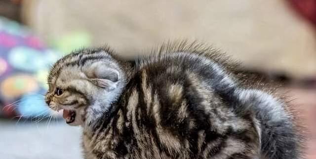 宠物猫能否吃虾？（了解猫咪的饮食习惯与虾类食品的安全性）