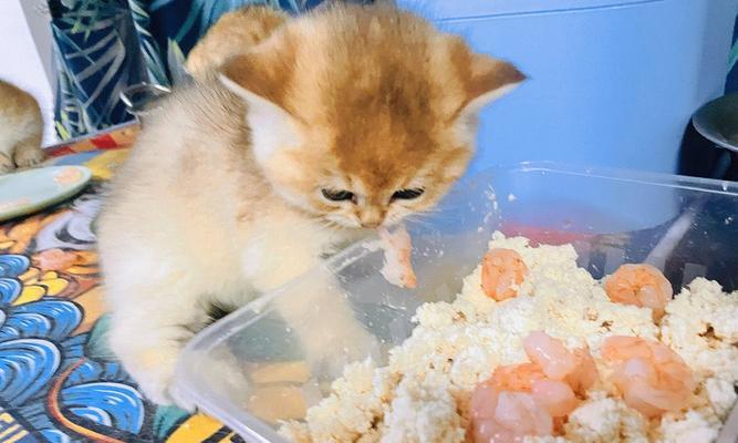 宠物猫能否吃虾？（了解猫咪的饮食习惯与虾类食品的安全性）