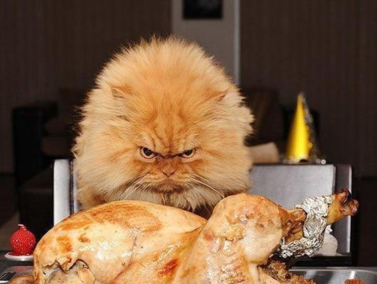 猫猫狗狗不能吃的食物有哪些？（了解这些食物，让宠物远离危险）