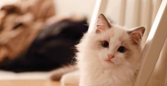 宠物猫到新家后应激反应？这些情况你需要了解（如何减轻宠物猫在新家的应激反应）