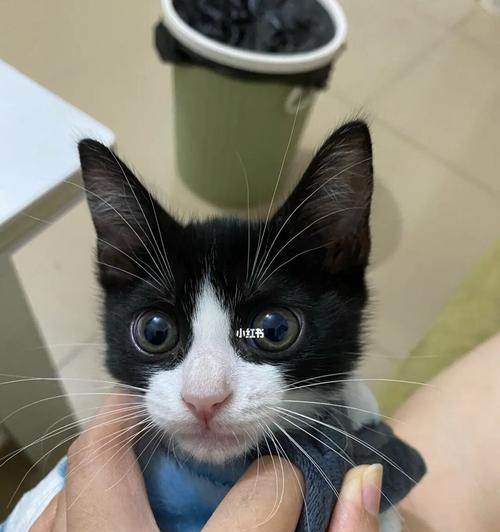 揭秘猫咪耳朵里为什么那么多毛发（探究猫咪耳朵里毛发的作用和保养方法）