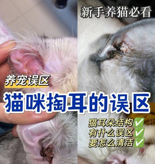揭秘猫咪耳朵里为什么那么多毛发（探究猫咪耳朵里毛发的作用和保养方法）