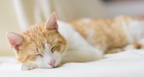 照顾宠物猫咪的健康（关注日常护理要点，让猫咪健康快乐）
