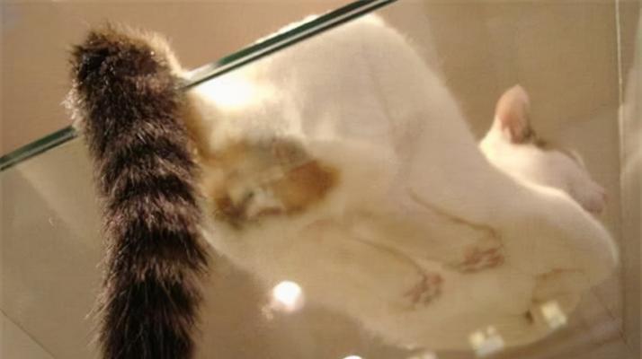猫咪的尾巴语言（探索猫咪尾巴反应情绪的奥秘）